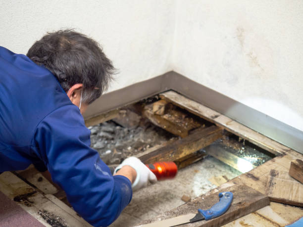 Best Crawl Space Mold Removal  in Pickens, MS