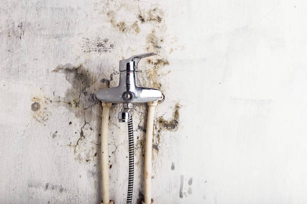 Best Mold Damage Repair  in Pickens, MS