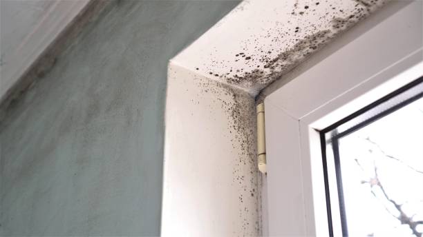Best Fast Mold Removal  in Pickens, MS