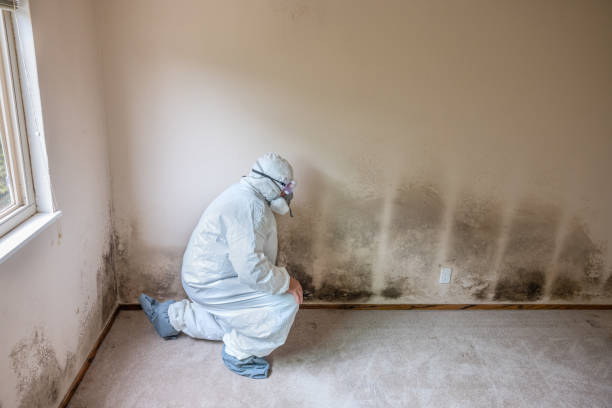 Best Mold Cleaning Services  in Pickens, MS