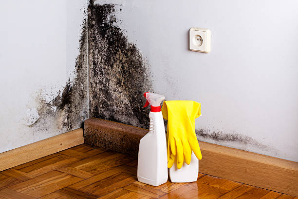 Best Professional Mold Removal  in Pickens, MS